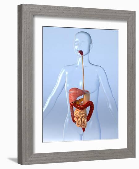 Digestive System, Artwork-Roger Harris-Framed Photographic Print