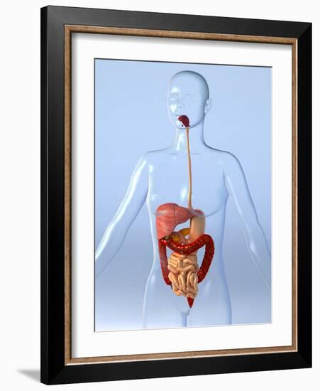 Digestive System, Artwork-Roger Harris-Framed Photographic Print