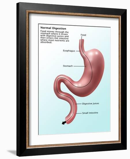 Digestive System, Illustration-Gwen Shockey-Framed Giclee Print