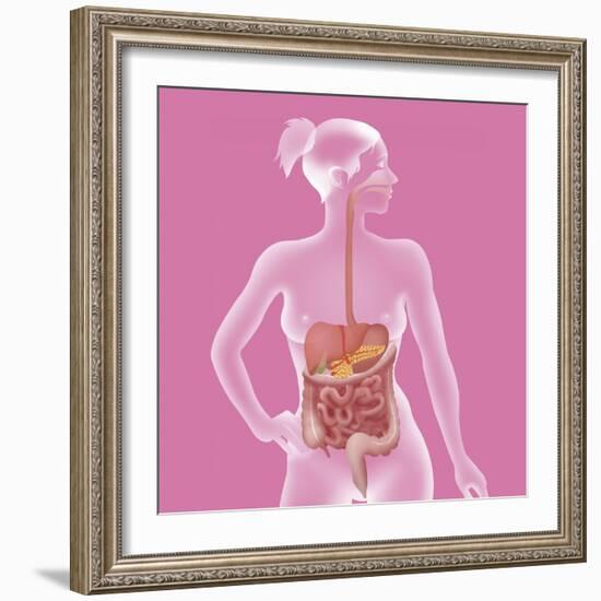 Digestive System, Illustration-Caroline Arquevaux-Framed Giclee Print