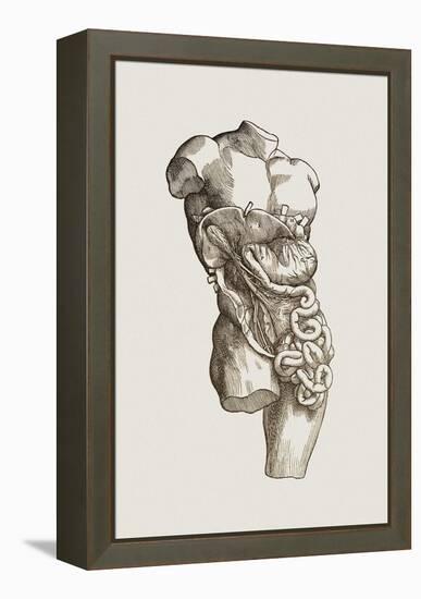 Digestive System-Mehau Kulyk-Framed Premier Image Canvas