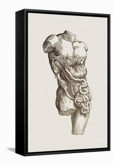 Digestive System-Mehau Kulyk-Framed Premier Image Canvas