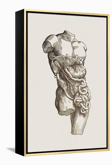 Digestive System-Mehau Kulyk-Framed Premier Image Canvas