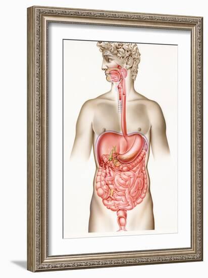 Digestive System-John Bavosi-Framed Photographic Print