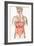 Digestive System-John Bavosi-Framed Photographic Print