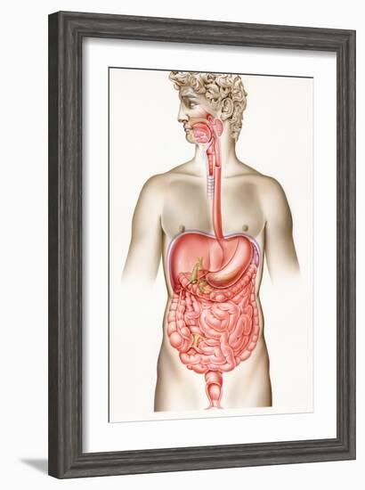 Digestive System-John Bavosi-Framed Photographic Print