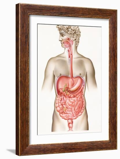 Digestive System-John Bavosi-Framed Photographic Print