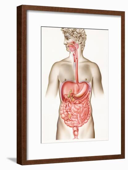 Digestive System-John Bavosi-Framed Photographic Print