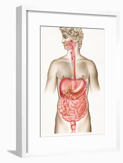 Digestive System-John Bavosi-Framed Photographic Print