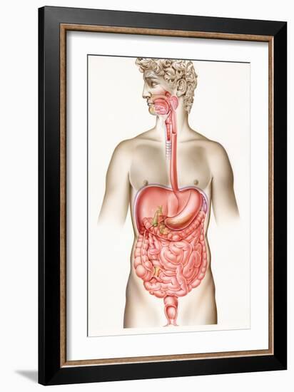 Digestive System-John Bavosi-Framed Photographic Print