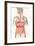 Digestive System-John Bavosi-Framed Photographic Print