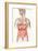 Digestive System-John Bavosi-Framed Photographic Print