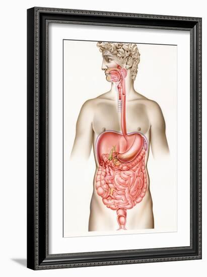 Digestive System-John Bavosi-Framed Photographic Print