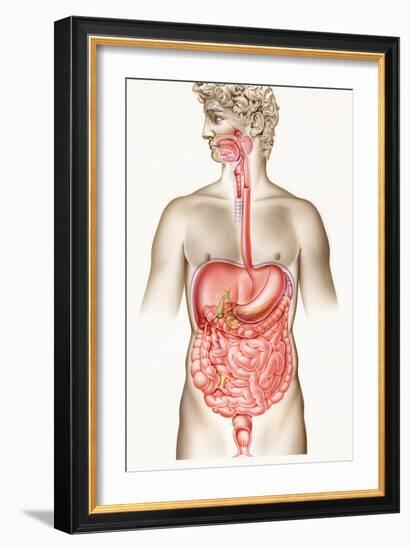 Digestive System-John Bavosi-Framed Photographic Print