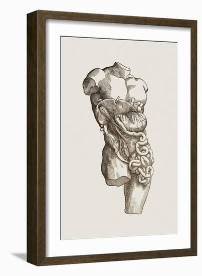 Digestive System-Mehau Kulyk-Framed Photographic Print