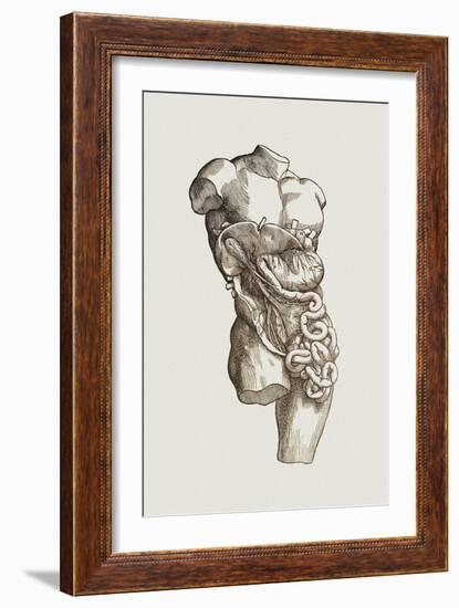 Digestive System-Mehau Kulyk-Framed Photographic Print