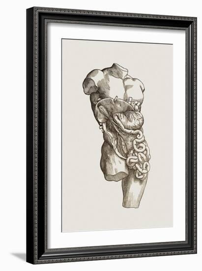 Digestive System-Mehau Kulyk-Framed Photographic Print