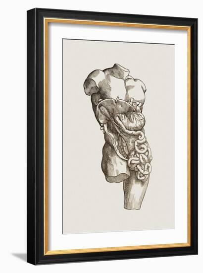 Digestive System-Mehau Kulyk-Framed Photographic Print