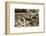 Digging mass graves behind the German lines, World War I, c1914-c1918-Unknown-Framed Photographic Print