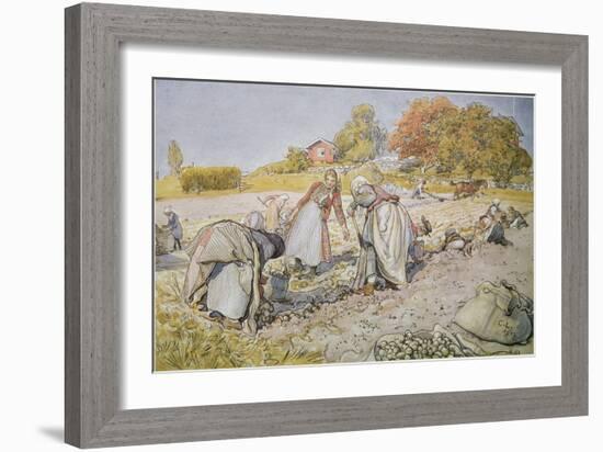 Digging Potatoes, 1905-Carl Larsson-Framed Giclee Print