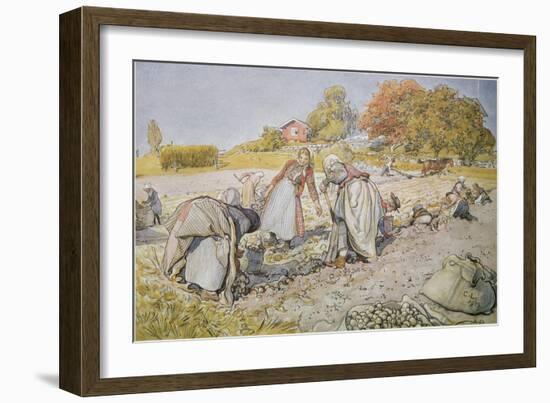 Digging Potatoes, 1905-Carl Larsson-Framed Giclee Print