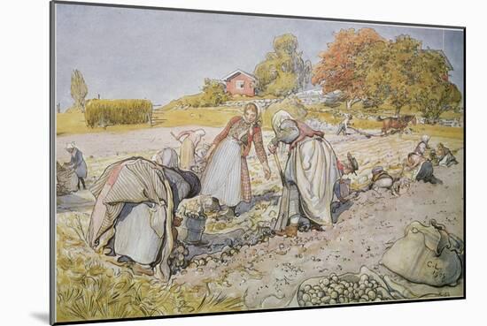 Digging Potatoes, 1905-Carl Larsson-Mounted Giclee Print