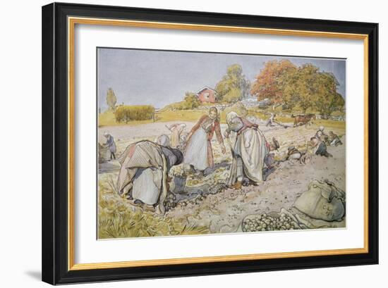 Digging Potatoes, 1905-Carl Larsson-Framed Giclee Print