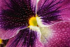 Beautiful Purple Pansy Violet Flower with Water Drops-Digidesign-Mounted Art Print