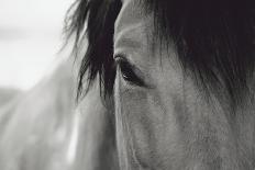 Horse Eye Close-Up-Digidesign-Framed Premier Image Canvas