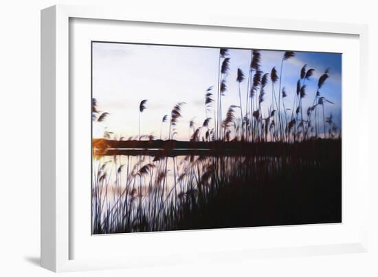 Digital art phragmites in blue sky sunset-Anthony Paladino-Framed Giclee Print