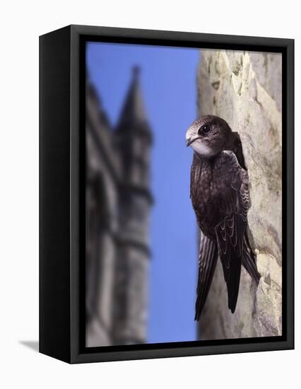 Digital Composite Common - European Swift (Apus Apus) Adult Clinging To A Building, UK-Kim Taylor-Framed Premier Image Canvas