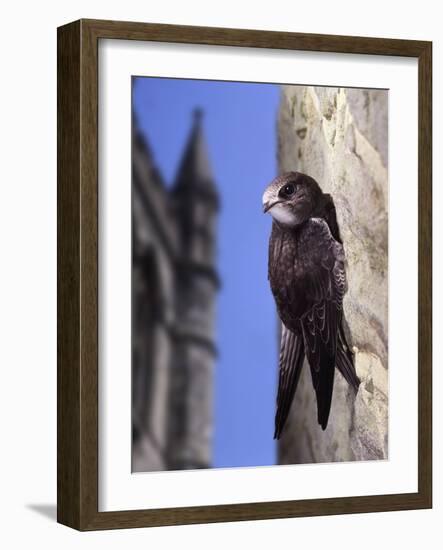 Digital Composite Common - European Swift (Apus Apus) Adult Clinging To A Building, UK-Kim Taylor-Framed Photographic Print