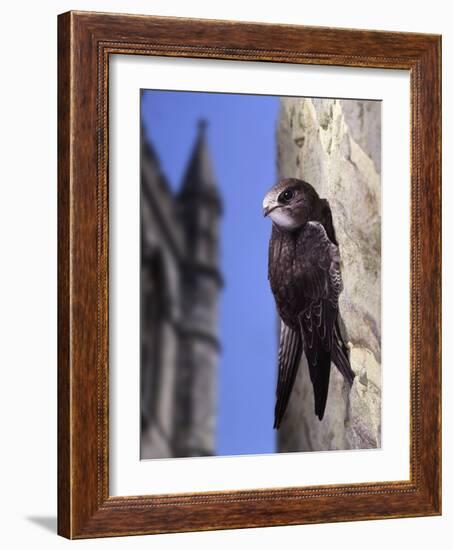 Digital Composite Common - European Swift (Apus Apus) Adult Clinging To A Building, UK-Kim Taylor-Framed Photographic Print