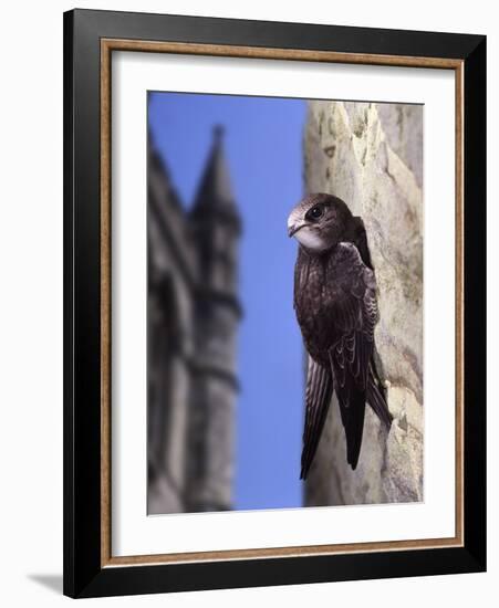 Digital Composite Common - European Swift (Apus Apus) Adult Clinging To A Building, UK-Kim Taylor-Framed Photographic Print