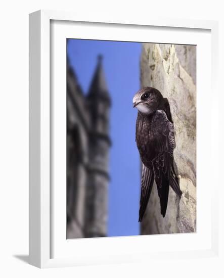 Digital Composite Common - European Swift (Apus Apus) Adult Clinging To A Building, UK-Kim Taylor-Framed Photographic Print