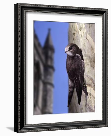 Digital Composite Common - European Swift (Apus Apus) Adult Clinging To A Building, UK-Kim Taylor-Framed Photographic Print