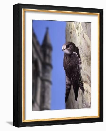 Digital Composite Common - European Swift (Apus Apus) Adult Clinging To A Building, UK-Kim Taylor-Framed Photographic Print