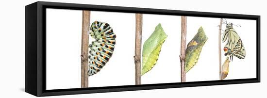 Digital composite of Swallowtail butterfly-Edwin Giesbers-Framed Premier Image Canvas