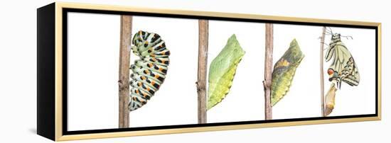 Digital composite of Swallowtail butterfly-Edwin Giesbers-Framed Premier Image Canvas