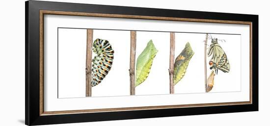Digital composite of Swallowtail butterfly-Edwin Giesbers-Framed Photographic Print