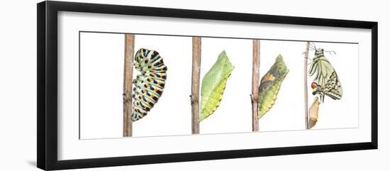 Digital composite of Swallowtail butterfly-Edwin Giesbers-Framed Photographic Print
