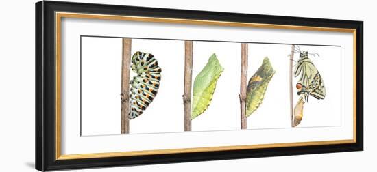 Digital composite of Swallowtail butterfly-Edwin Giesbers-Framed Photographic Print