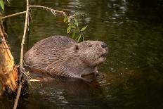 Beaver Sitting in a River, close Up-Digital Wildlife Scotland-Mounted Photographic Print