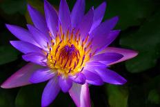 Panama Pacific Water Lily-digital94086-Photographic Print