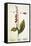 Digitalis Plant, 18th Century-Science Photo Library-Framed Premier Image Canvas