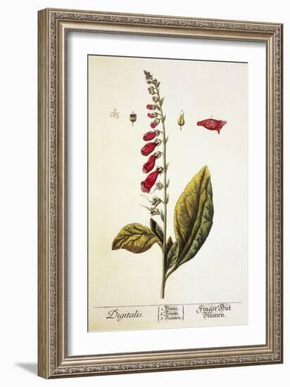 Digitalis Plant, 18th Century-Science Photo Library-Framed Photographic Print