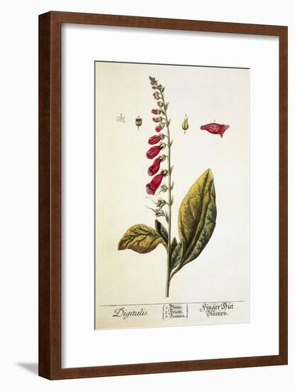 Digitalis Plant, 18th Century-Science Photo Library-Framed Photographic Print