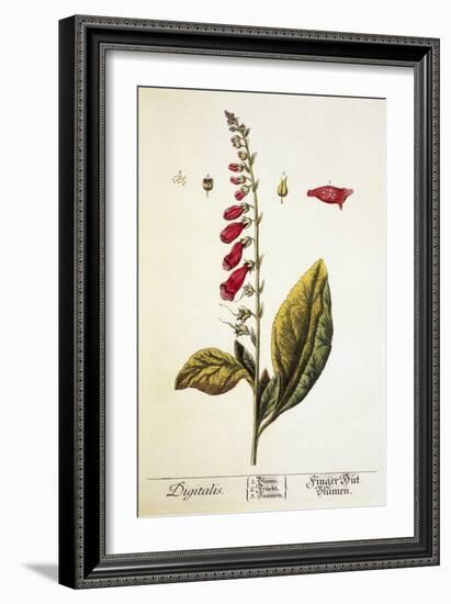 Digitalis Plant, 18th Century-Science Photo Library-Framed Photographic Print