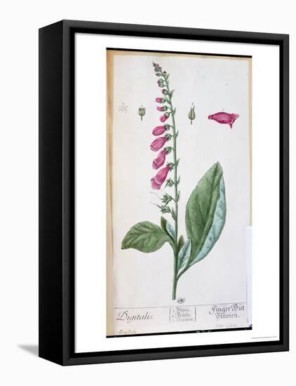 Digitalis Purpurea, from "Herbarium Blackwellianum," 1757-Elizabeth Blackwell-Framed Premier Image Canvas