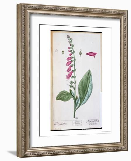 Digitalis Purpurea, from "Herbarium Blackwellianum," 1757-Elizabeth Blackwell-Framed Giclee Print